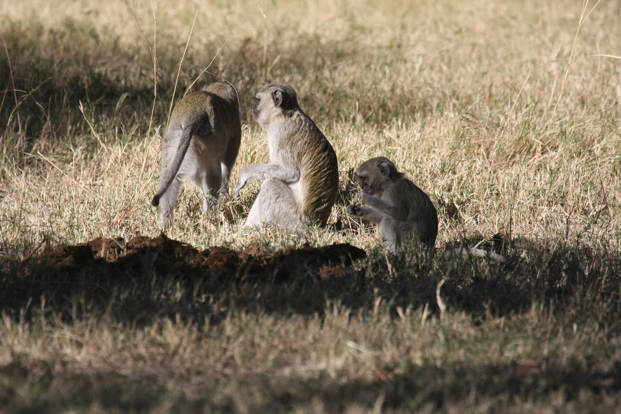 [20999] 2016_06_29_03_12_14_Africa_Canon_EOS_40D_IMG__03319.jpg