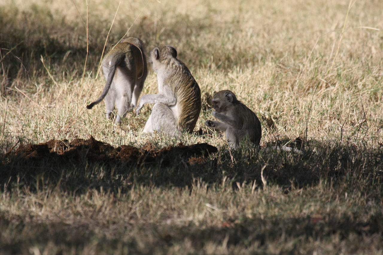 [21003] 2016_06_29_03_12_14_Africa_Canon_EOS_40D_IMG__10767.jpg