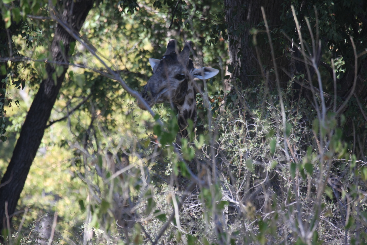 [21014] 2016_06_29_03_12_44_Africa_Canon_EOS_40D_IMG__00084.jpg