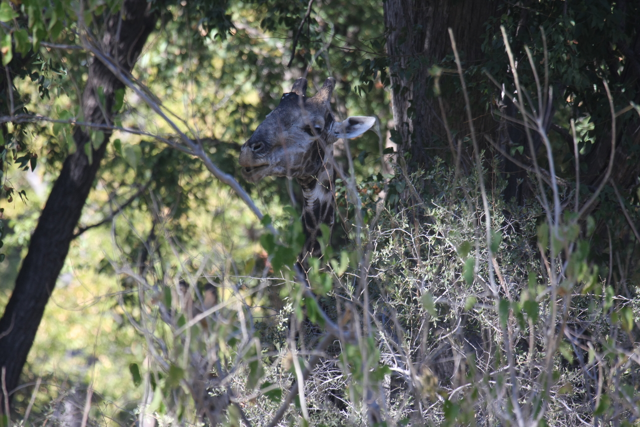 [21019] 2016_06_29_03_12_44_Africa_Canon_EOS_40D_IMG__03328.jpg