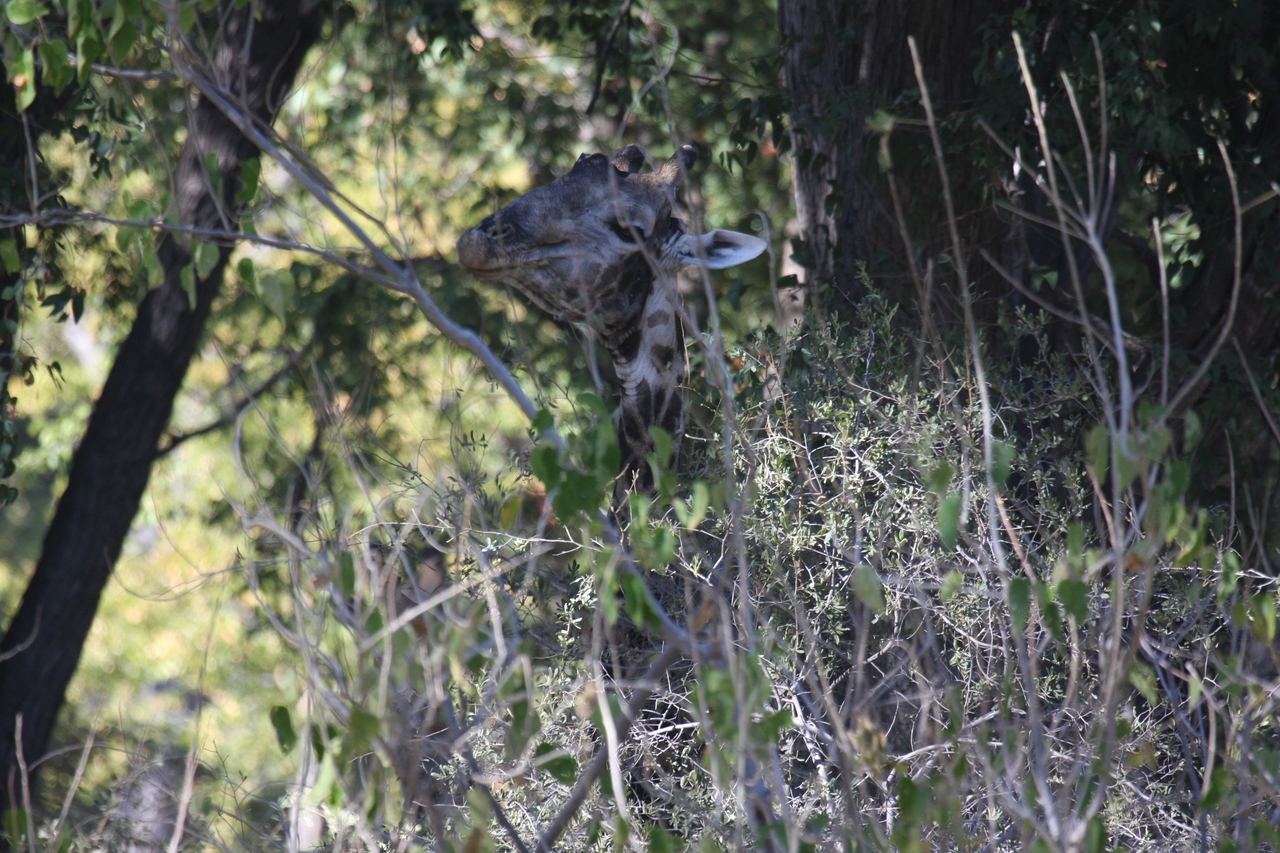 [21021] 2016_06_29_03_12_44_Africa_Canon_EOS_40D_IMG__10774.jpg