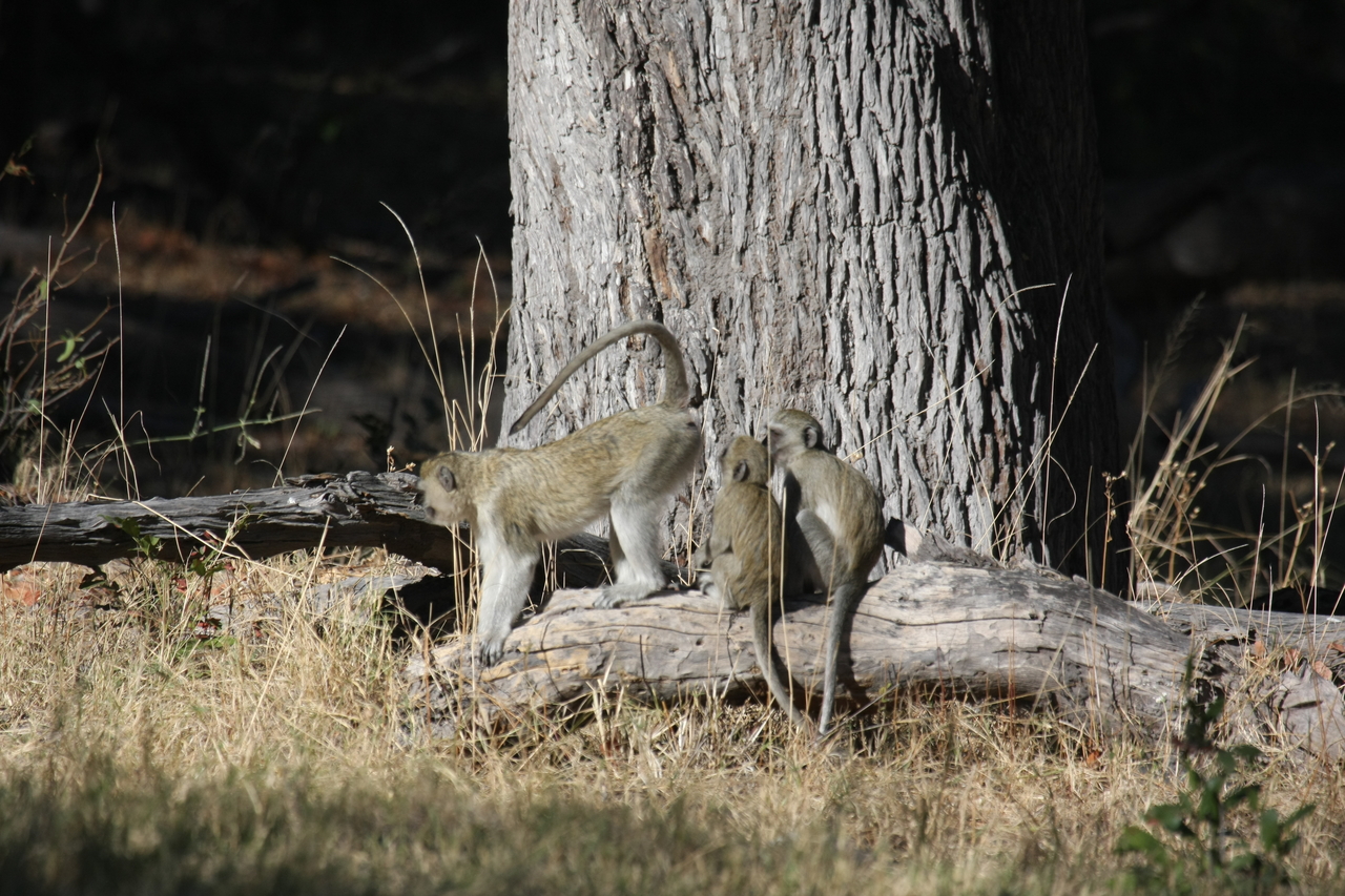 [21050] 2016_06_29_03_13_33_Africa_Canon_EOS_40D_IMG__03338.jpg