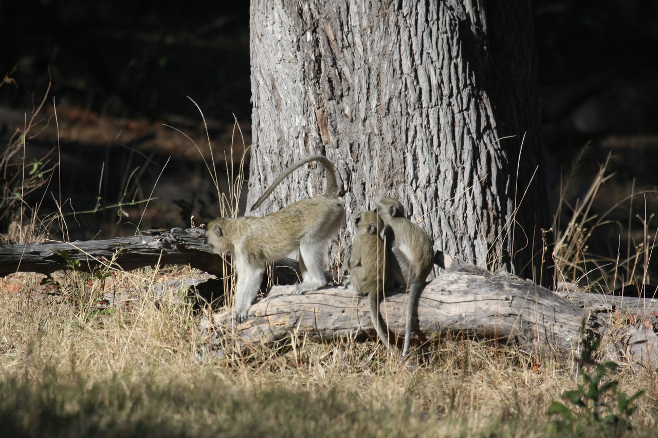 [21051] 2016_06_29_03_13_33_Africa_Canon_EOS_40D_IMG__03339.jpg