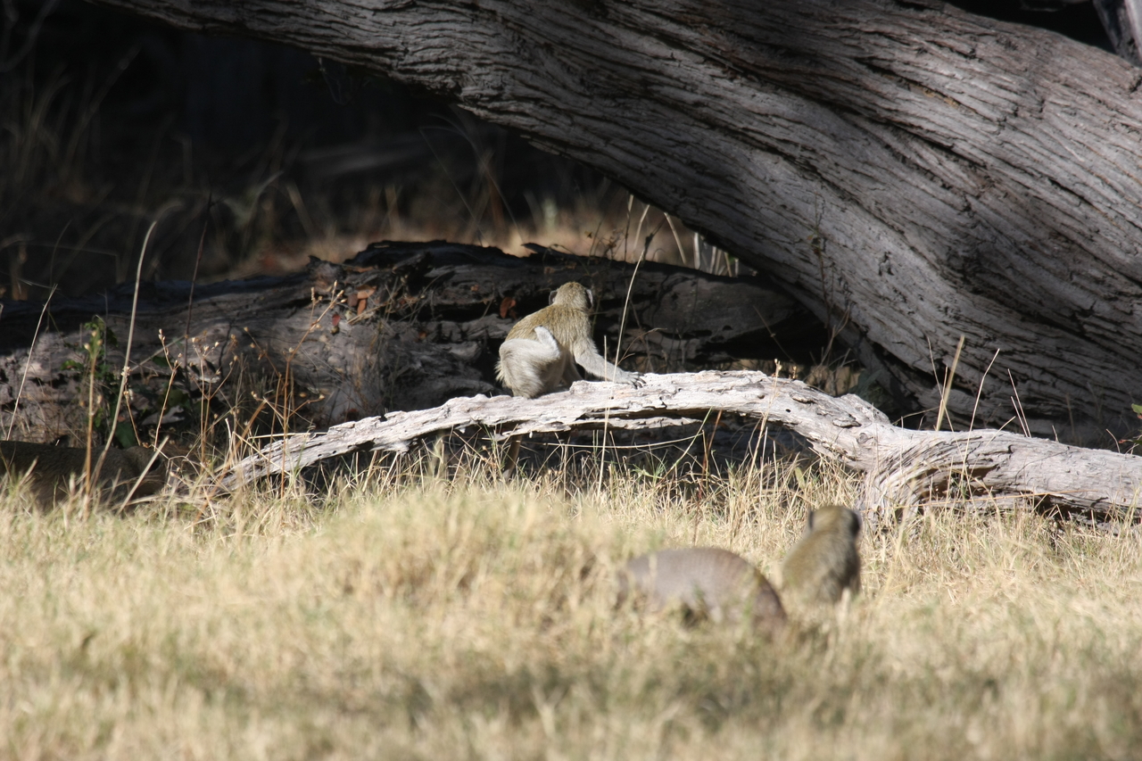 [21069] 2016_06_29_03_14_07_Africa_Canon_EOS_40D_IMG__10792.jpg