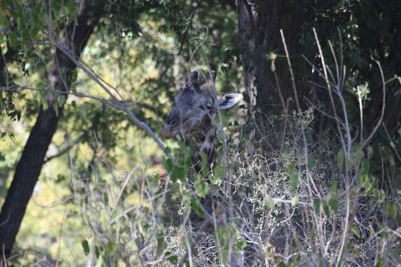 [21075] 2016_06_29_03_14_20_Africa_Canon_EOS_40D_IMG__03348.jpg