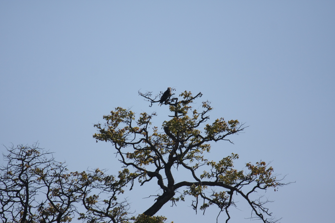 [21084] 2016_06_29_03_31_42_Africa_Canon_EOS_40D_IMG__03351.jpg