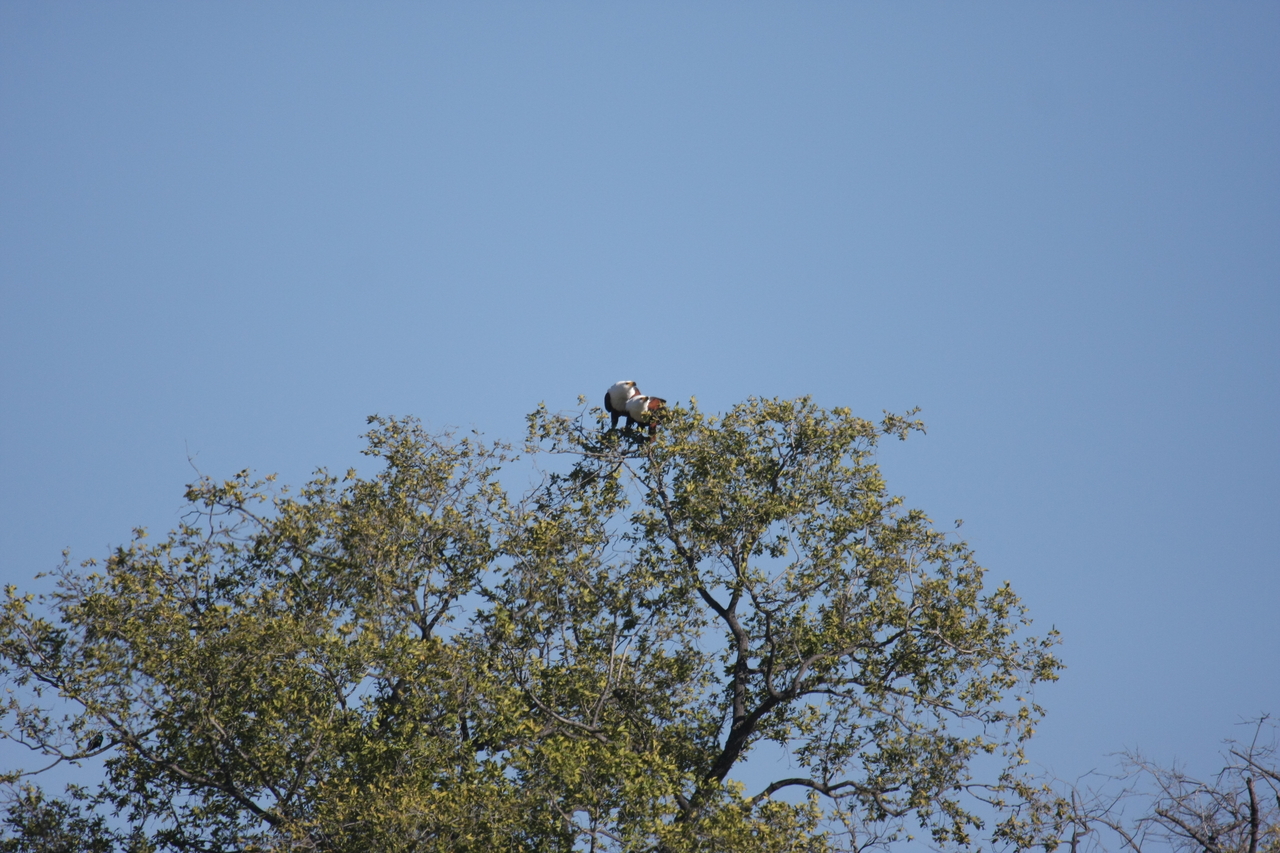 [21088] 2016_06_29_03_34_22_Africa_Canon_EOS_40D_IMG__00112.jpg