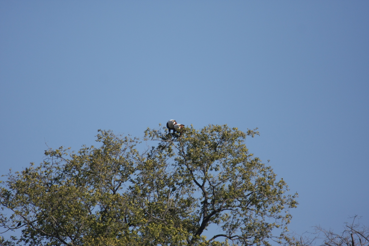 [21097] 2016_06_29_03_34_23_Africa_Canon_EOS_40D_IMG__00117.jpg