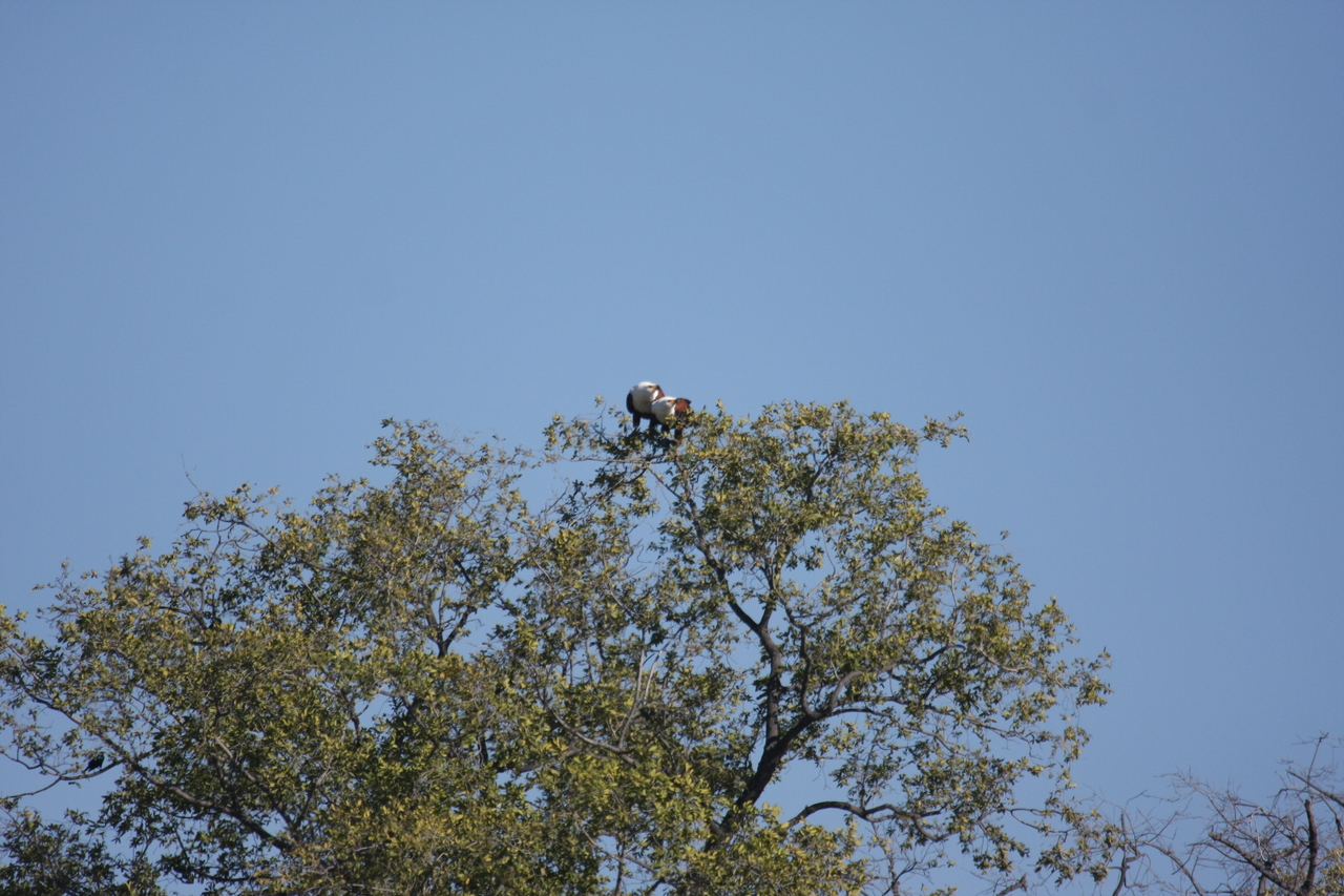 [21098] 2016_06_29_03_34_23_Africa_Canon_EOS_40D_IMG__03357.jpg