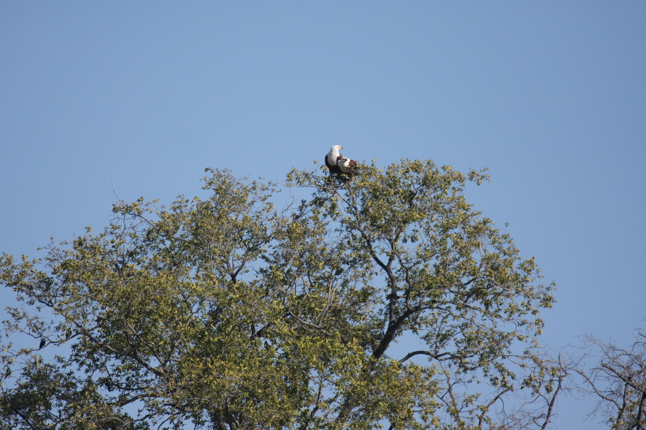 [21105] 2016_06_29_03_34_30_Africa_Canon_EOS_40D_IMG__03360.jpg