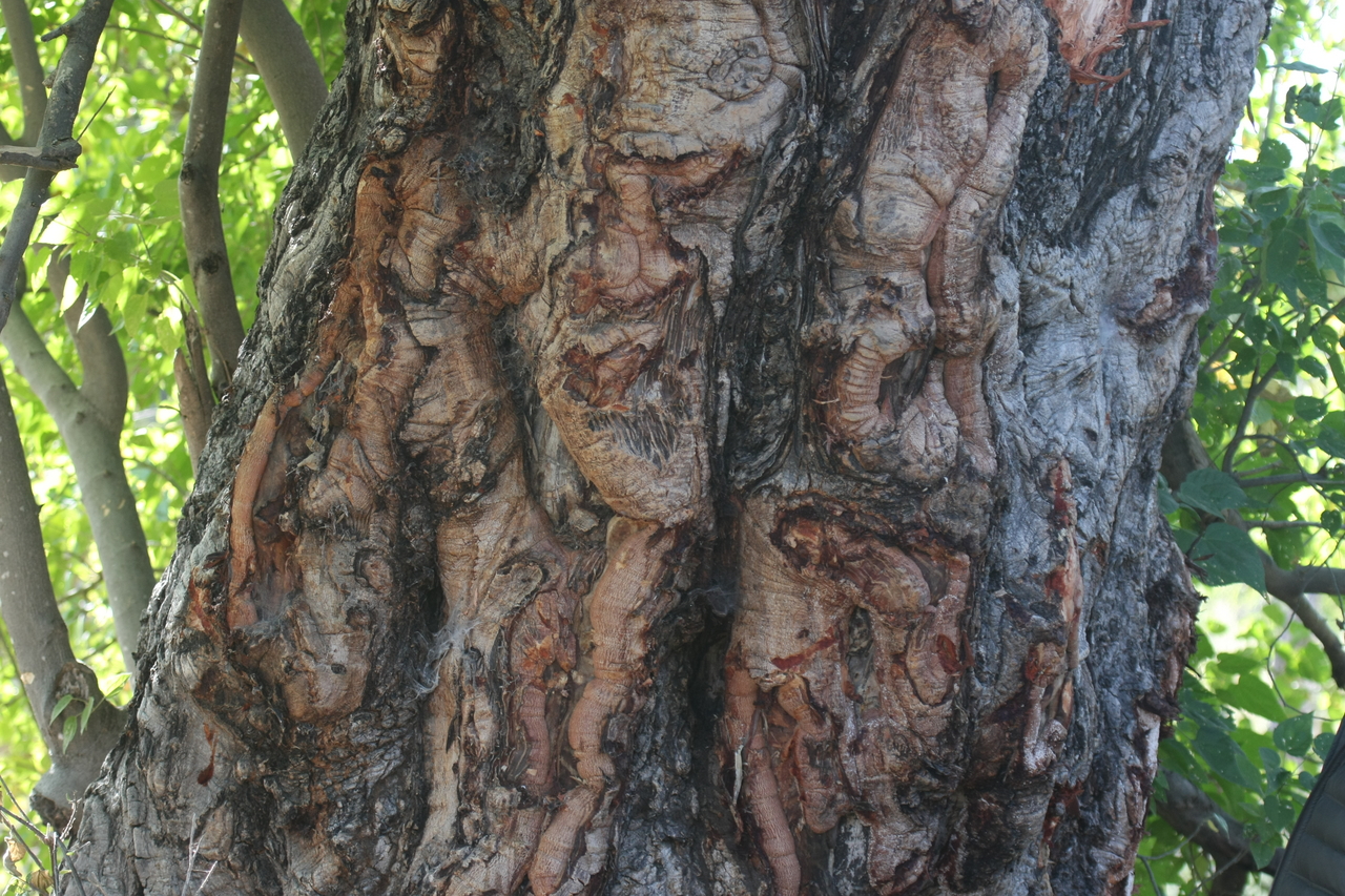 [21107] 2016_06_29_03_41_40_Africa_Canon_EOS_40D_IMG__00119.jpg