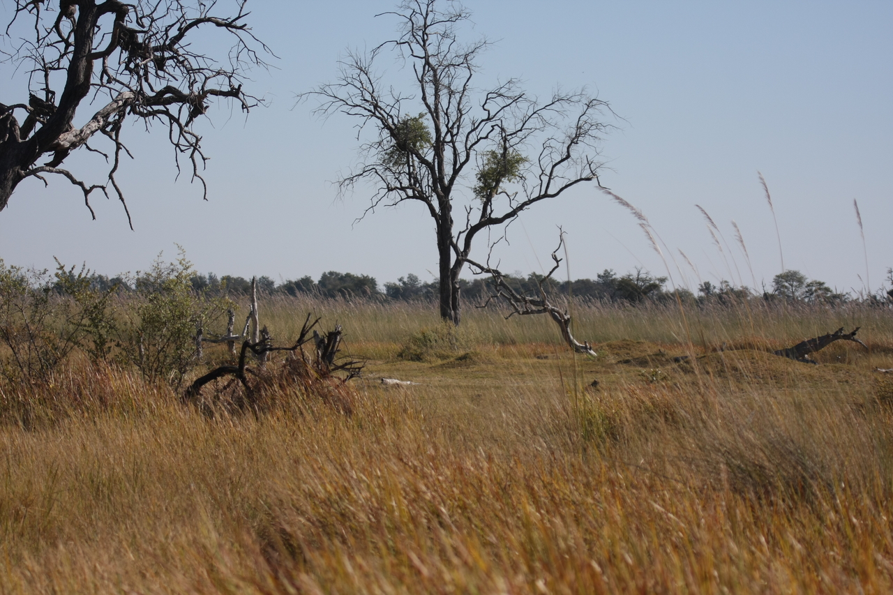 [21175] 2016_06_29_03_54_20_Africa_Canon_EOS_40D_IMG__03385.jpg