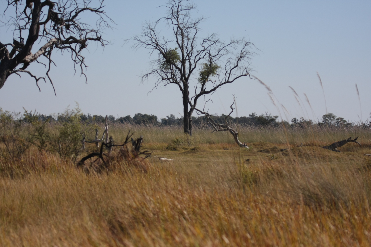 [21176] 2016_06_29_03_54_20_Africa_Canon_EOS_40D_IMG__03386.jpg