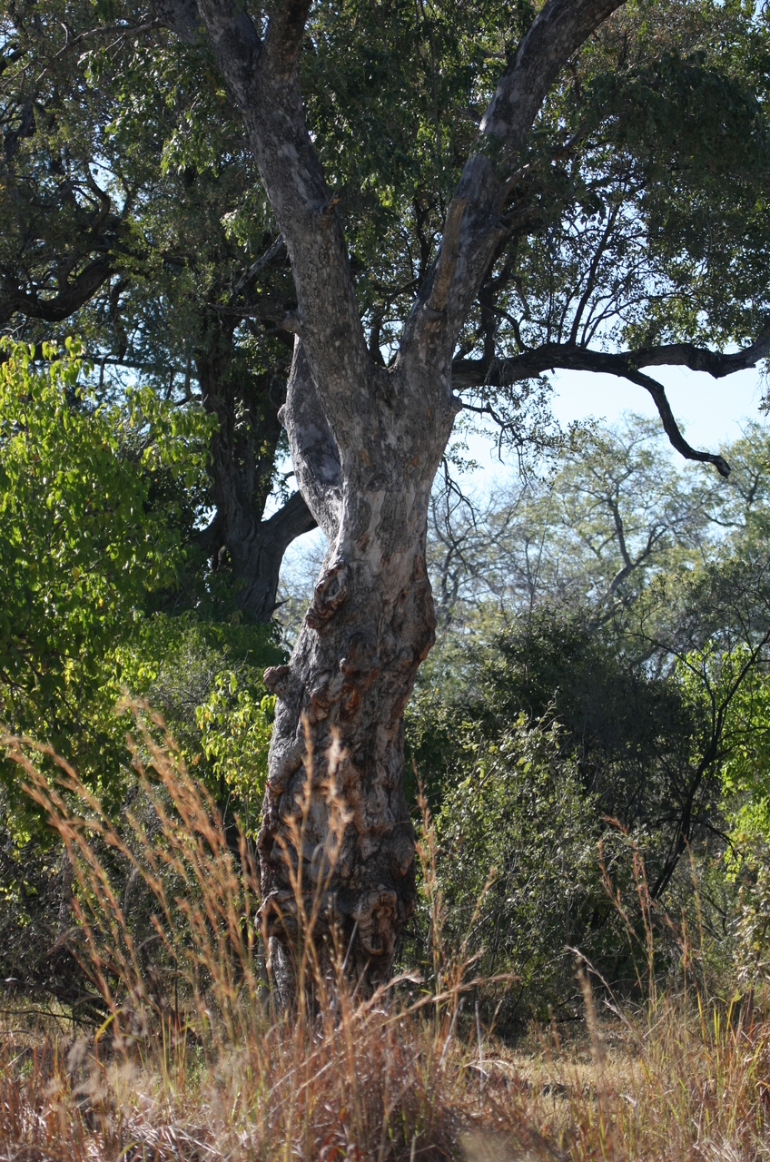 [21186] 2016_06_29_03_56_25_Africa_Canon_EOS_40D_IMG__10835.jpg