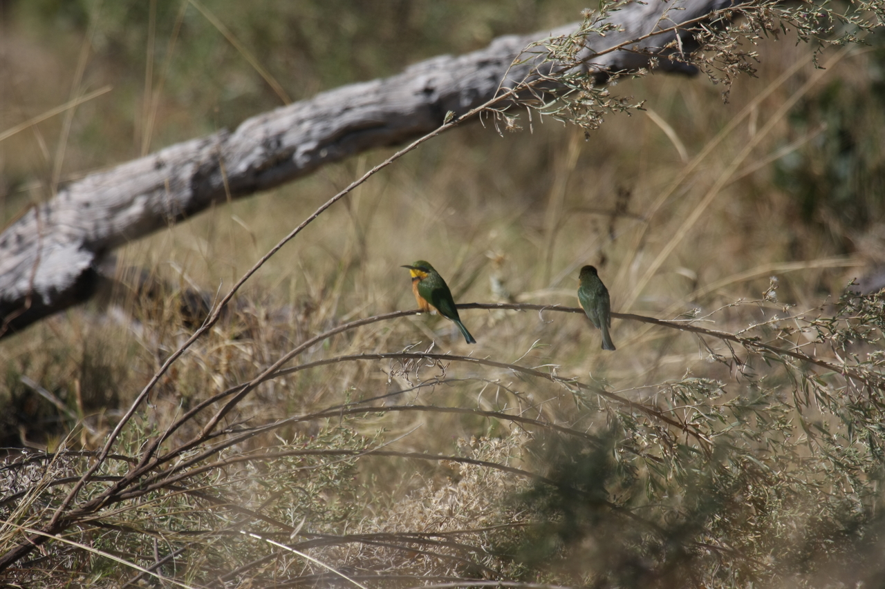 [21198] 2016_06_29_04_07_04_Africa_Canon_EOS_40D_IMG__10840.jpg