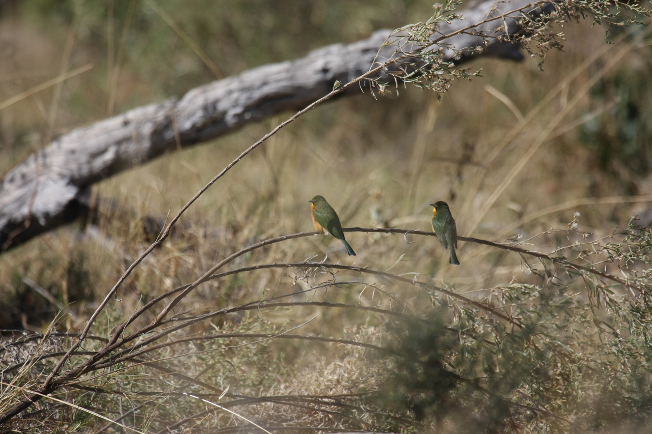 [21203] 2016_06_29_04_07_10_Africa_Canon_EOS_40D_IMG__03396.jpg