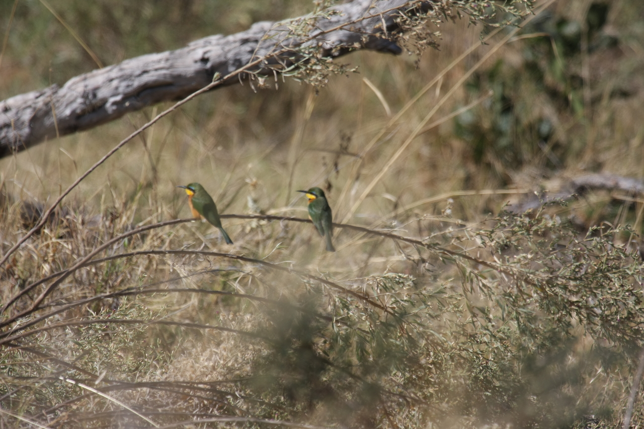 [21207] 2016_06_29_04_07_17_Africa_Canon_EOS_40D_IMG__00156.jpg