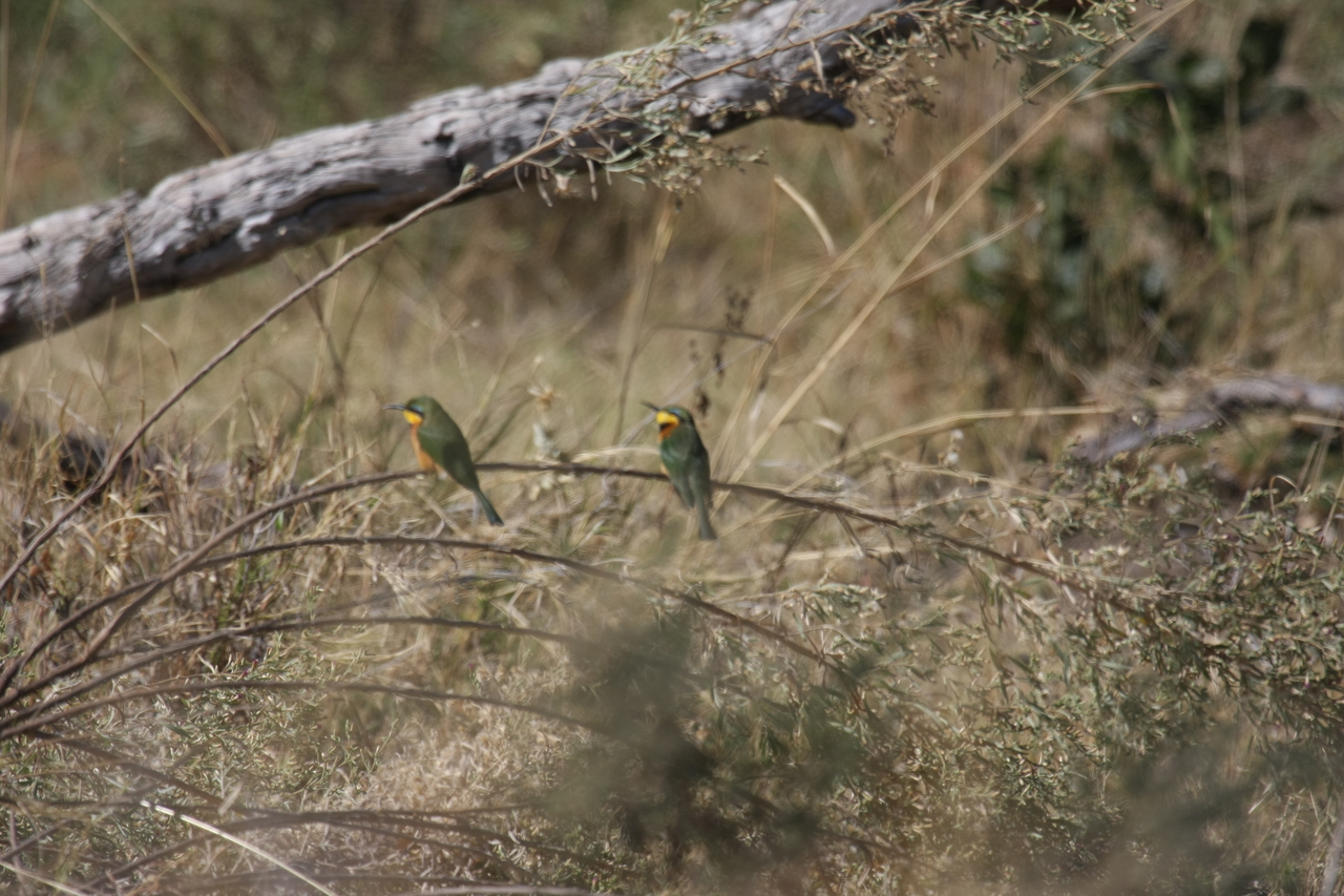 [21214] 2016_06_29_04_07_17_Africa_Canon_EOS_40D_IMG__10846.jpg