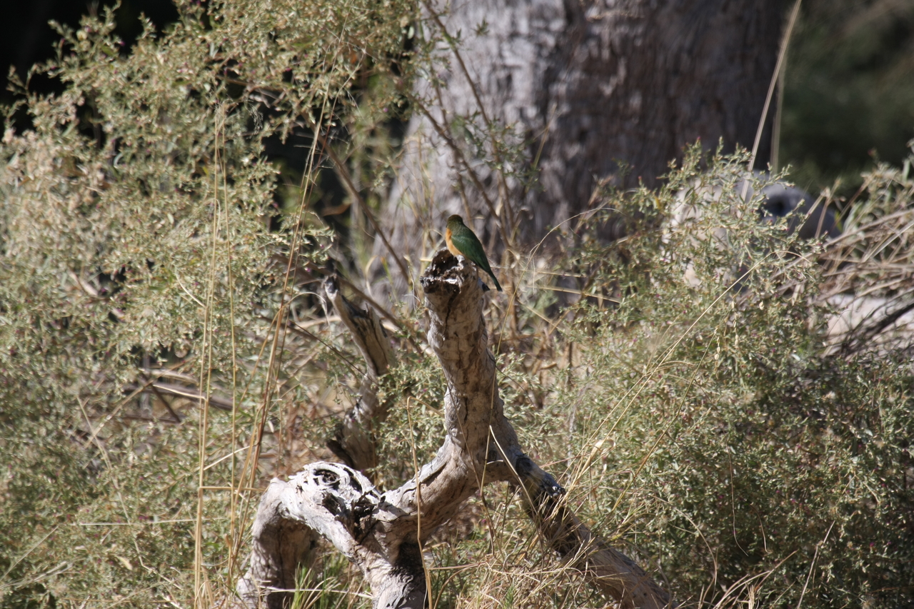 [21222] 2016_06_29_04_07_37_Africa_Canon_EOS_40D_IMG__10849.jpg