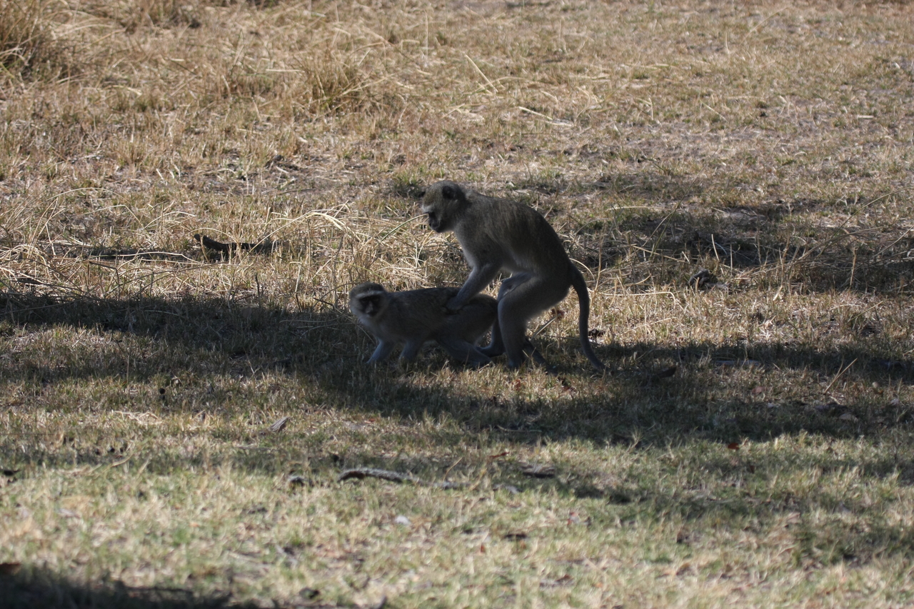 [21232] 2016_06_29_04_30_24_Africa_Canon_EOS_40D_IMG__10853.jpg