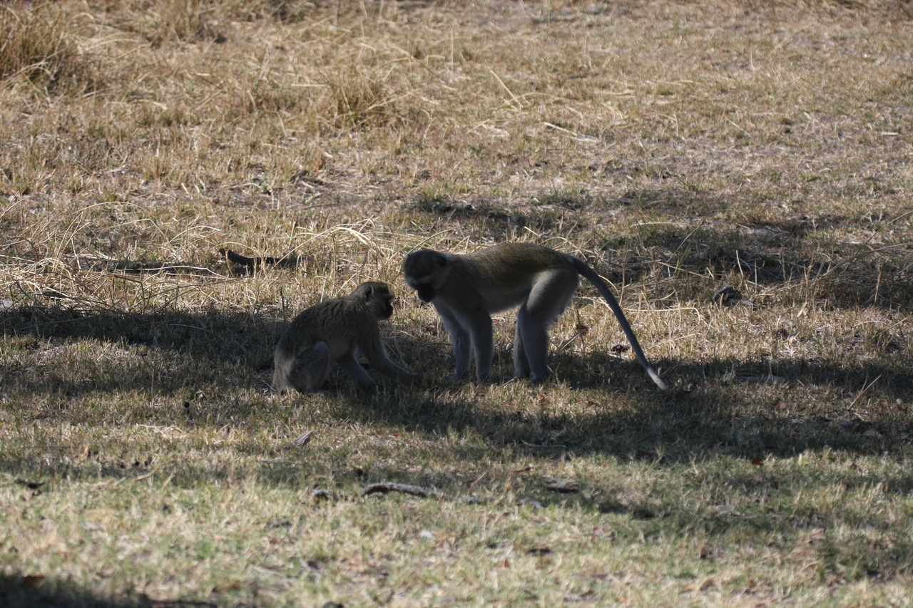 [21234] 2016_06_29_04_30_28_Africa_Canon_EOS_40D_IMG__03407.jpg