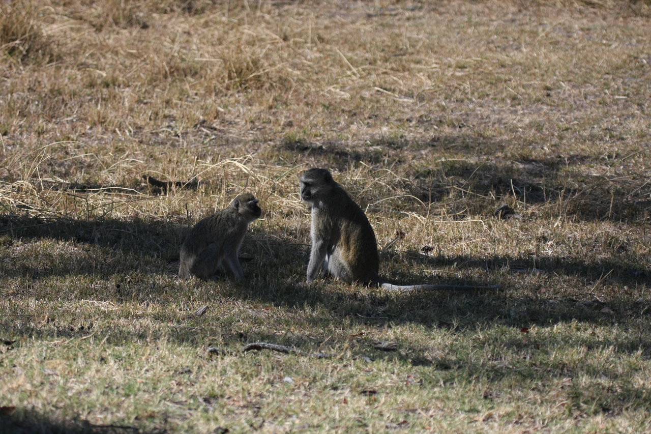 [21240] 2016_06_29_04_30_43_Africa_Canon_EOS_40D_IMG__10855.jpg