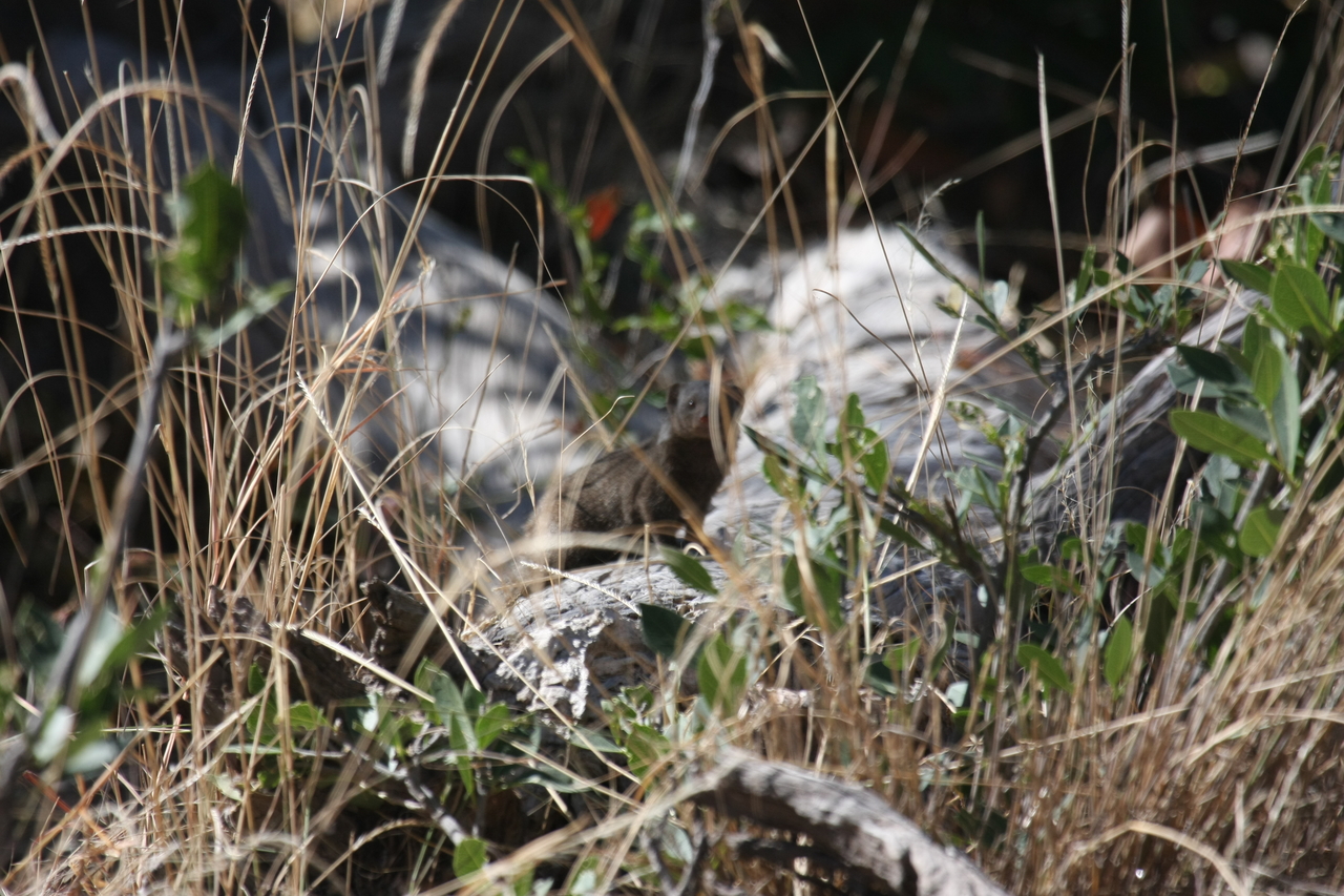 [21248] 2016_06_29_04_38_45_Africa_Canon_EOS_40D_IMG__03412.jpg