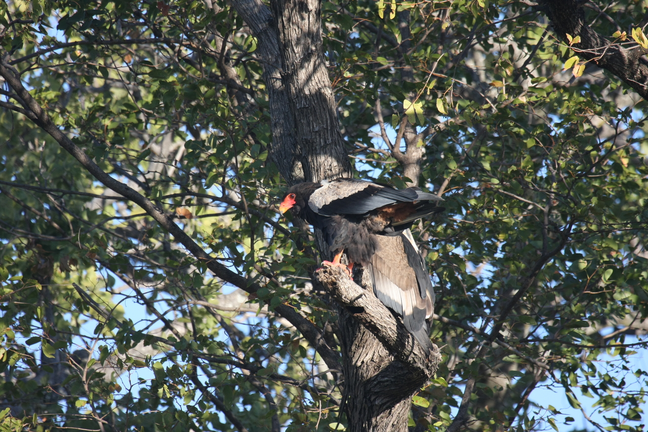 [21467] 2016_06_29_10_59_06_Africa_Canon_EOS_40D_IMG__03418.jpg
