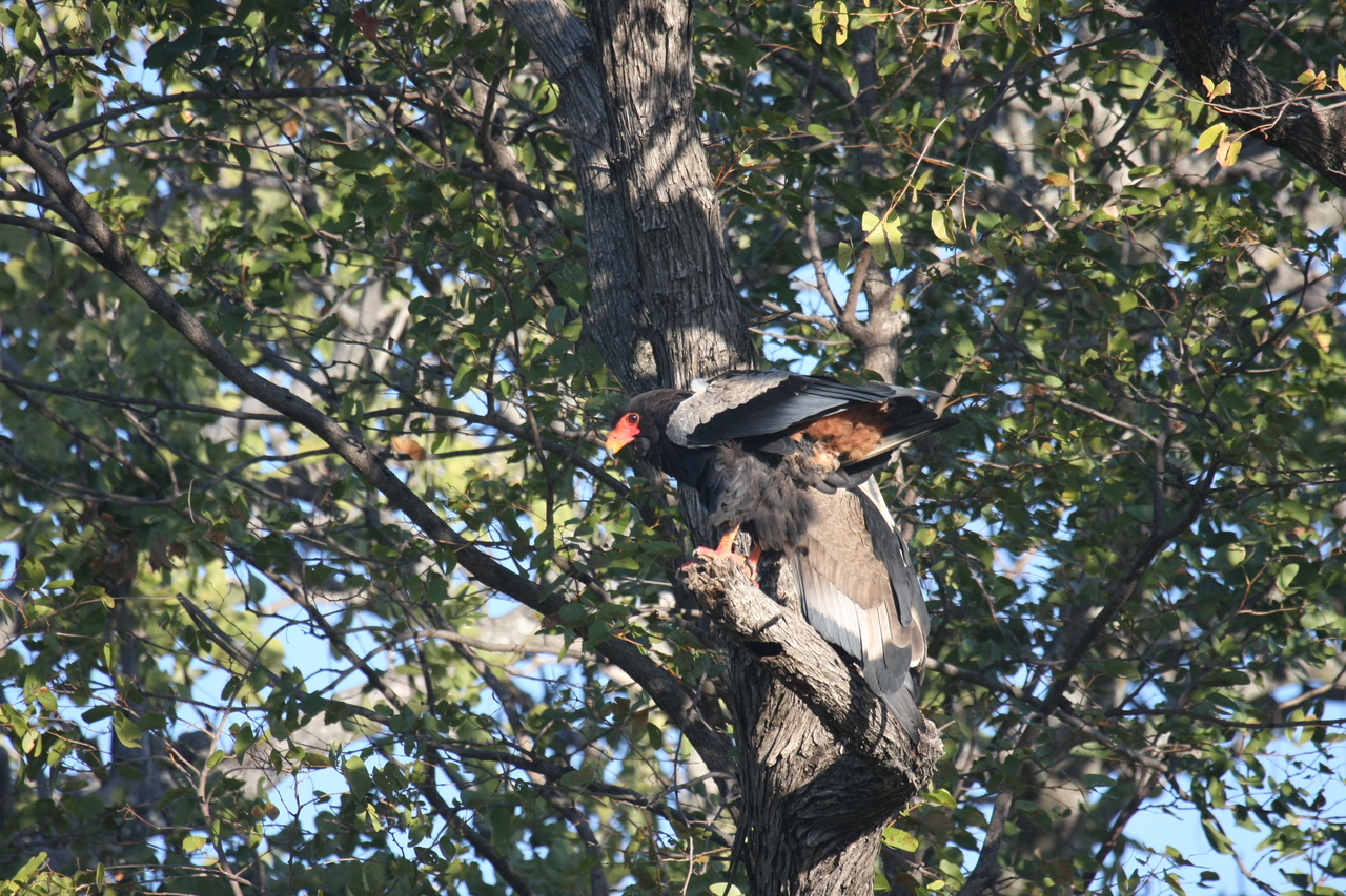 [21470] 2016_06_29_10_59_06_Africa_Canon_EOS_40D_IMG__10866.jpg