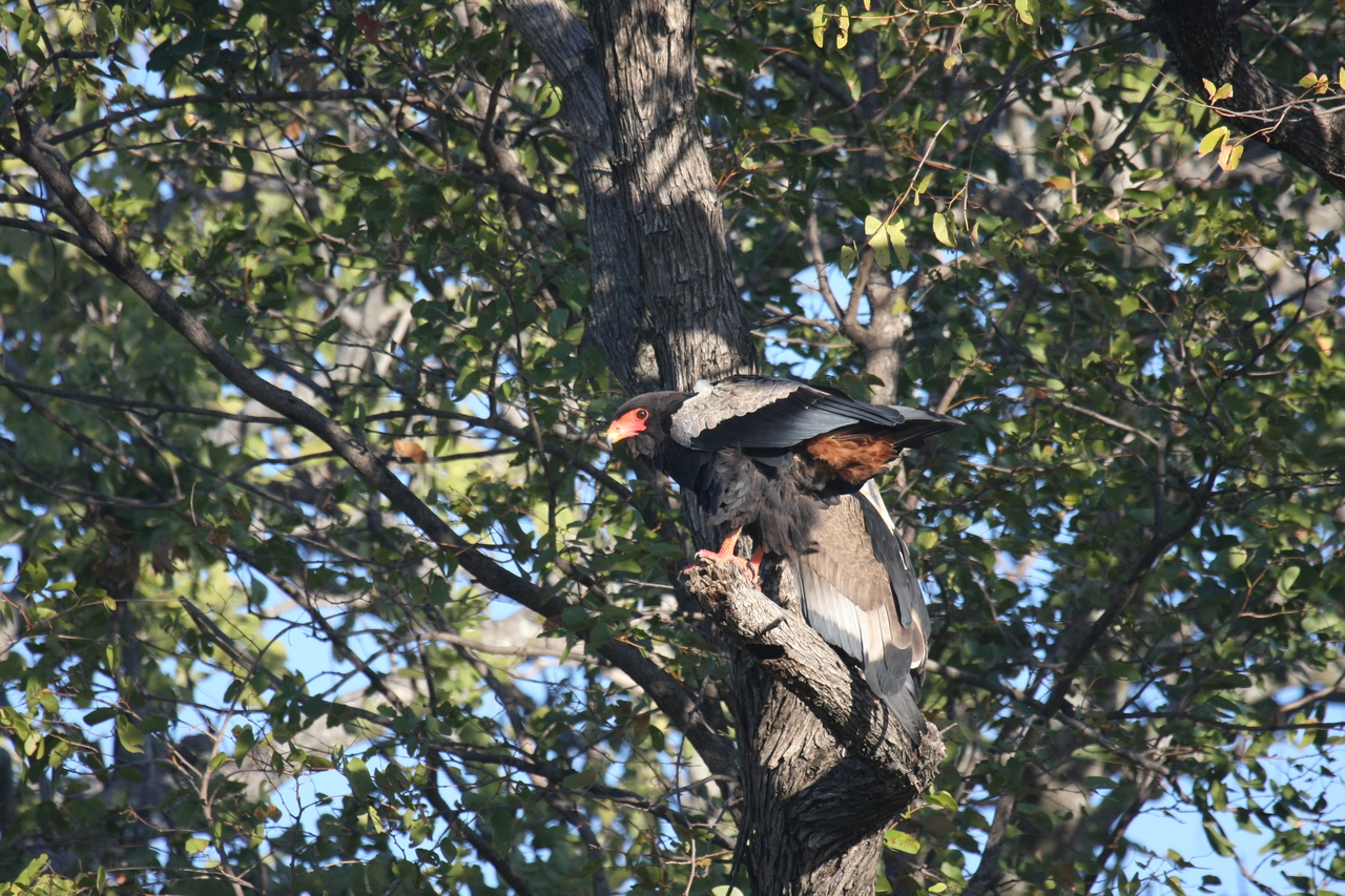 [21475] 2016_06_29_10_59_07_Africa_Canon_EOS_40D_IMG__03421.jpg