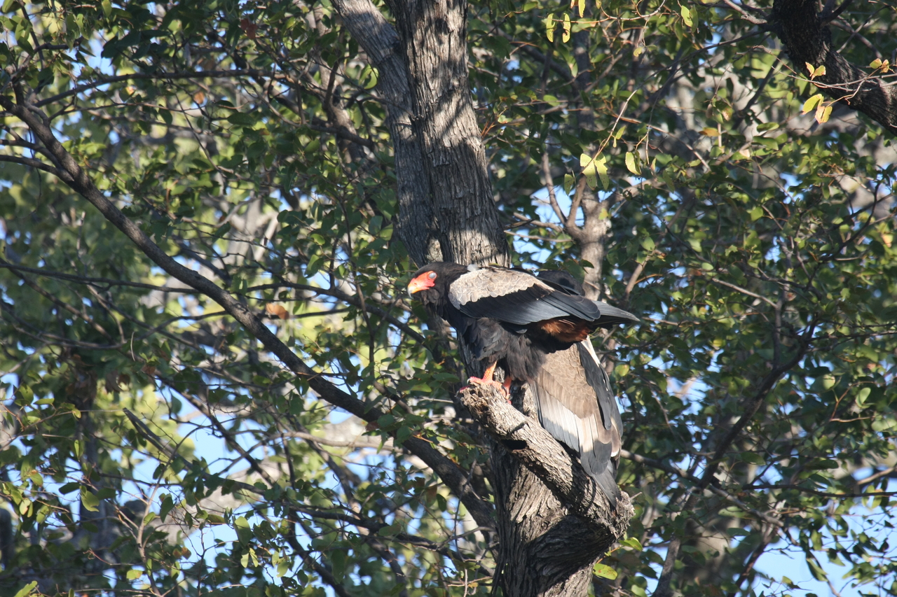 [21480] 2016_06_29_10_59_08_Africa_Canon_EOS_40D_IMG__00182.jpg