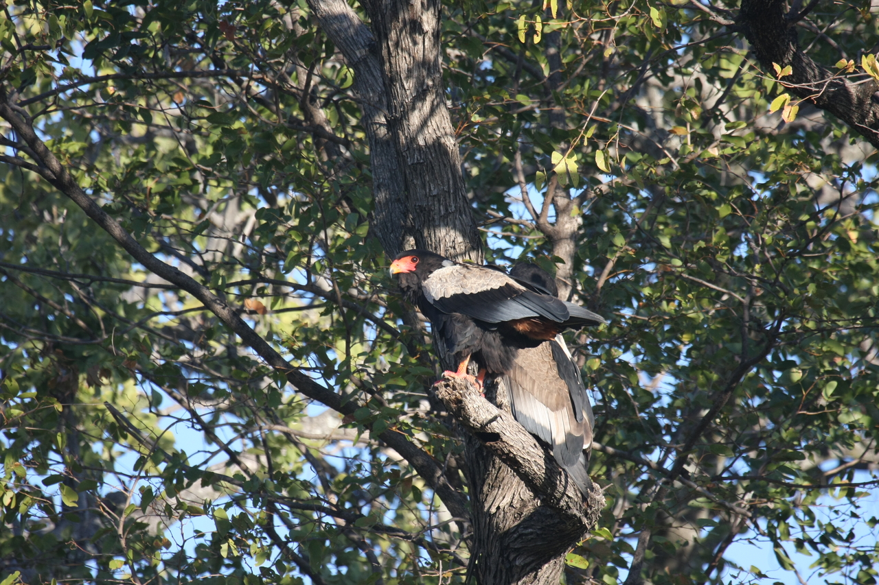 [21481] 2016_06_29_10_59_08_Africa_Canon_EOS_40D_IMG__00183.jpg