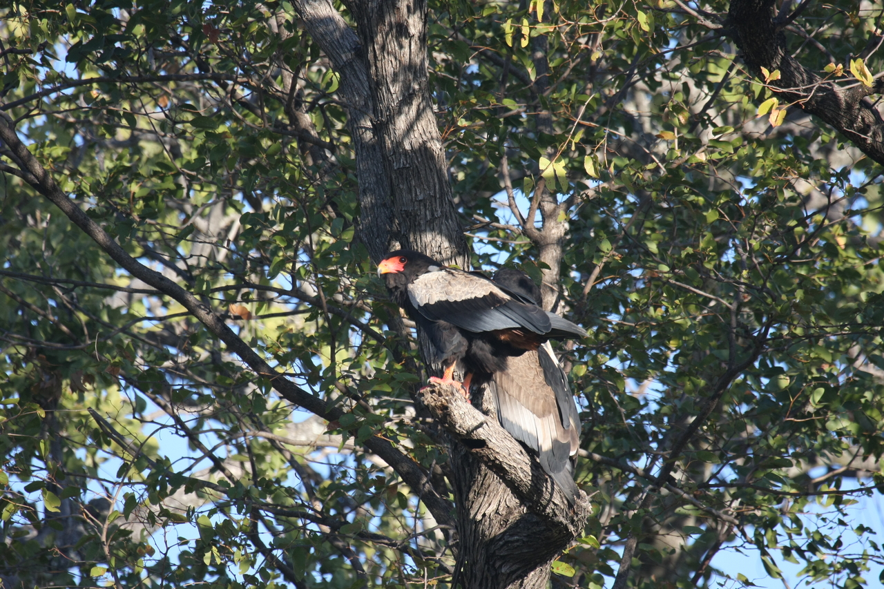 [21491] 2016_06_29_10_59_09_Africa_Canon_EOS_40D_IMG__10874.jpg