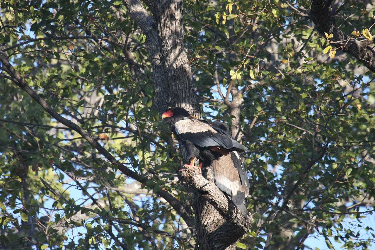 [21492] 2016_06_29_10_59_10_Africa_Canon_EOS_40D_IMG__00186.jpg