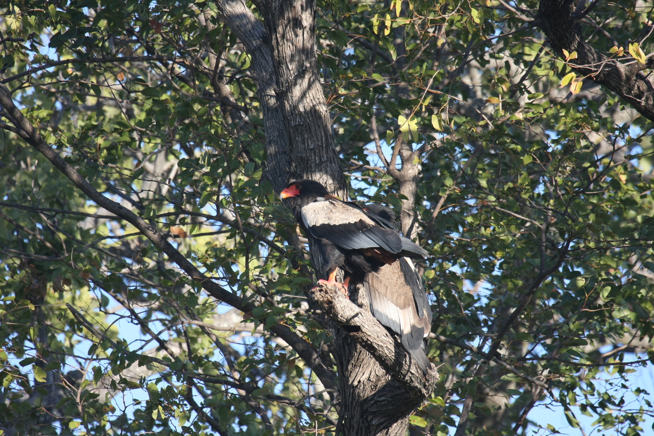 [21493] 2016_06_29_10_59_10_Africa_Canon_EOS_40D_IMG__00187.jpg