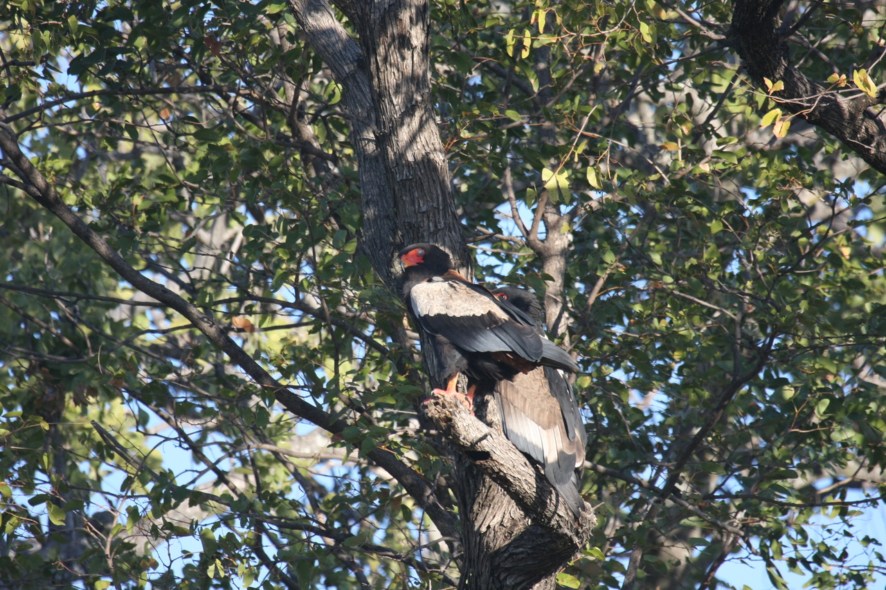 [21502] 2016_06_29_10_59_13_Africa_Canon_EOS_40D_IMG__03431.jpg