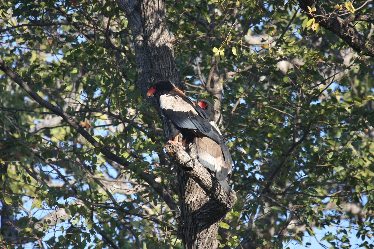 [21508] 2016_06_29_10_59_46_Africa_Canon_EOS_40D_IMG__10879.jpg