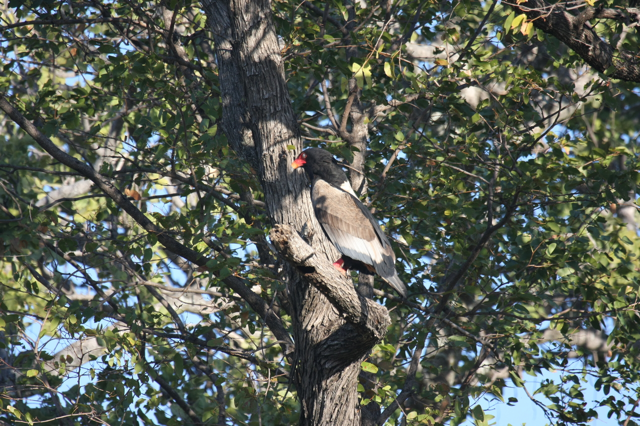 [21511] 2016_06_29_10_59_47_Africa_Canon_EOS_40D_IMG__03435.jpg