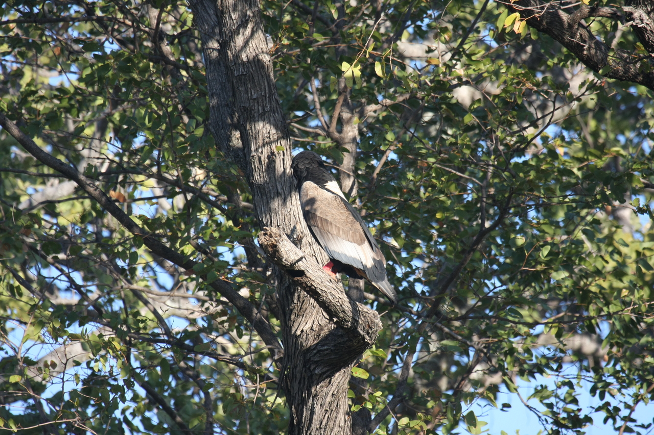 [21514] 2016_06_29_10_59_48_Africa_Canon_EOS_40D_IMG__00195.jpg