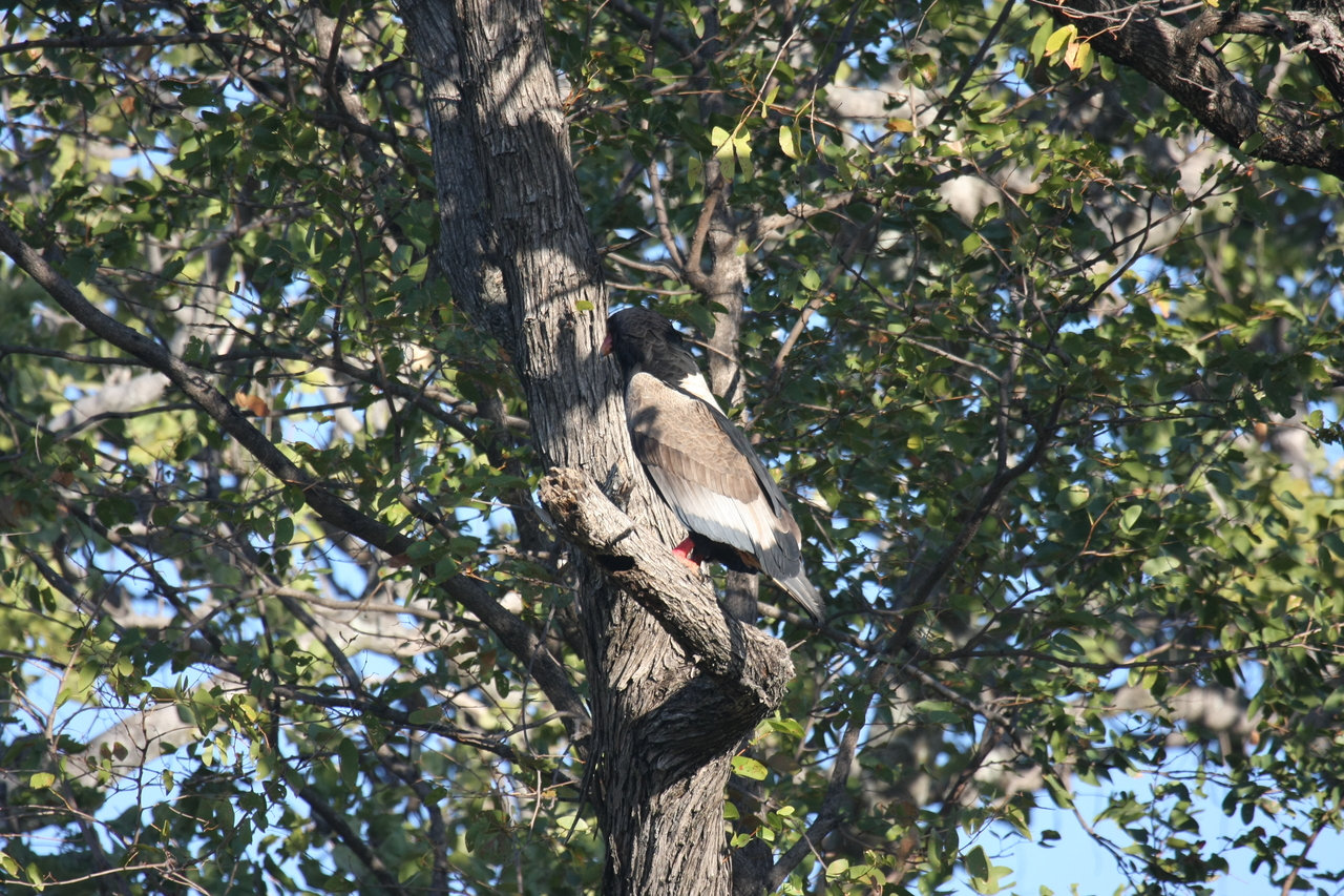 [21515] 2016_06_29_10_59_48_Africa_Canon_EOS_40D_IMG__03436.jpg