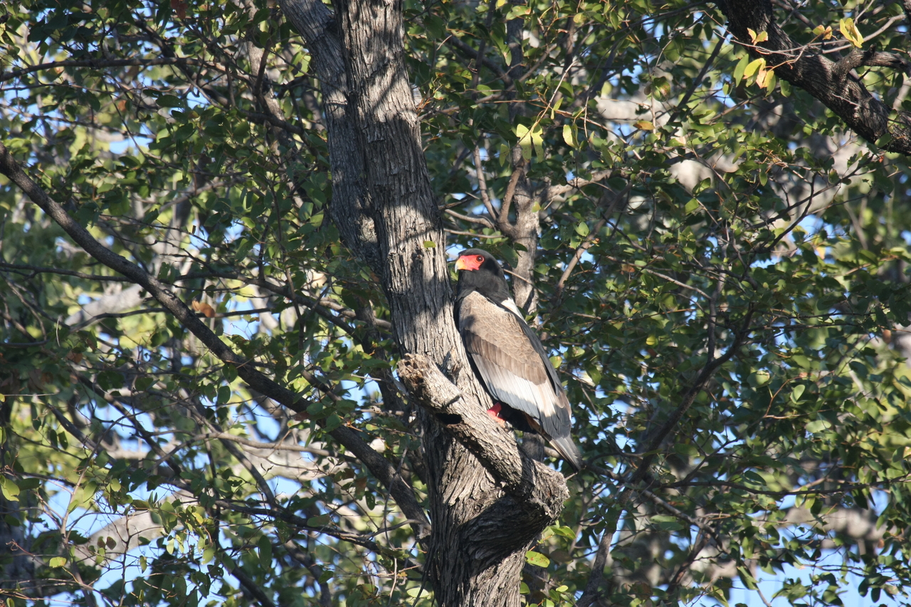 [21535] 2016_06_29_10_59_54_Africa_Canon_EOS_40D_IMG__10889.jpg