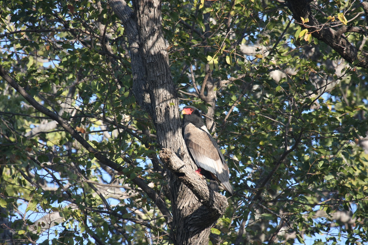 [21536] 2016_06_29_10_59_54_Africa_Canon_EOS_40D_IMG__10890.jpg