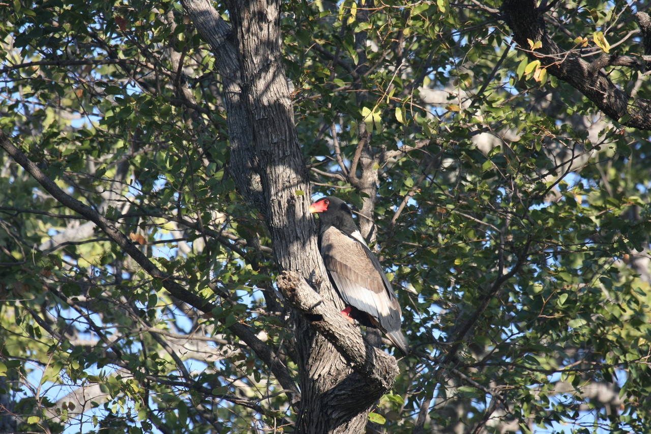 [21537] 2016_06_29_10_59_55_Africa_Canon_EOS_40D_IMG__00203.jpg