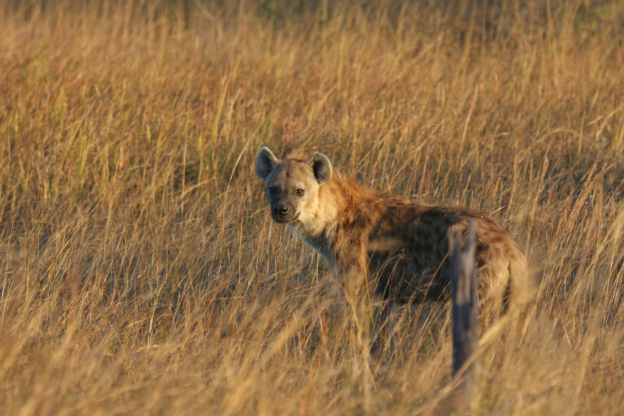 [21551] 2016_06_29_11_34_04_Africa_Canon_EOS_40D_IMG__10896.jpg