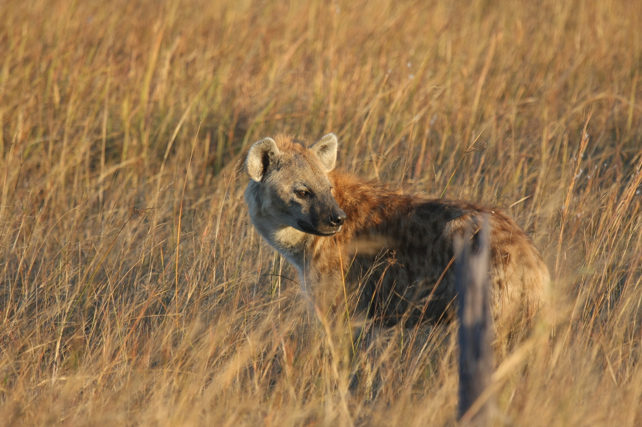 [21559] 2016_06_29_11_34_06_Africa_Canon_EOS_40D_IMG__10898.jpg