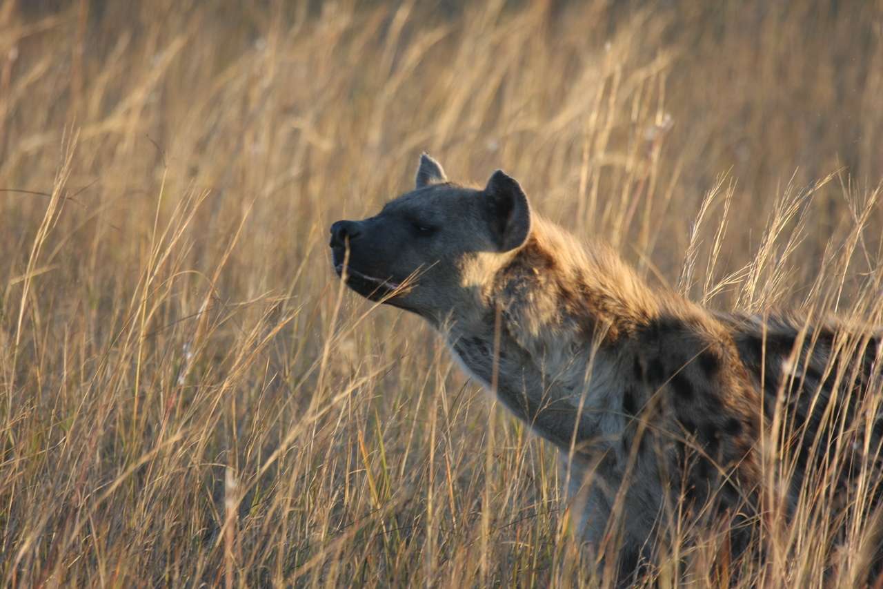 [21577] 2016_06_29_11_34_31_Africa_Canon_EOS_40D_IMG__10905.jpg