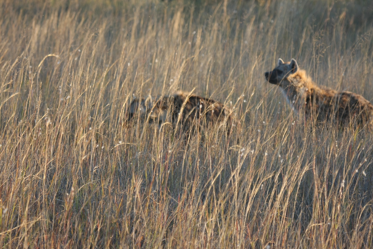 [21582] 2016_06_29_11_34_38_Africa_Canon_EOS_40D_IMG__00219.jpg
