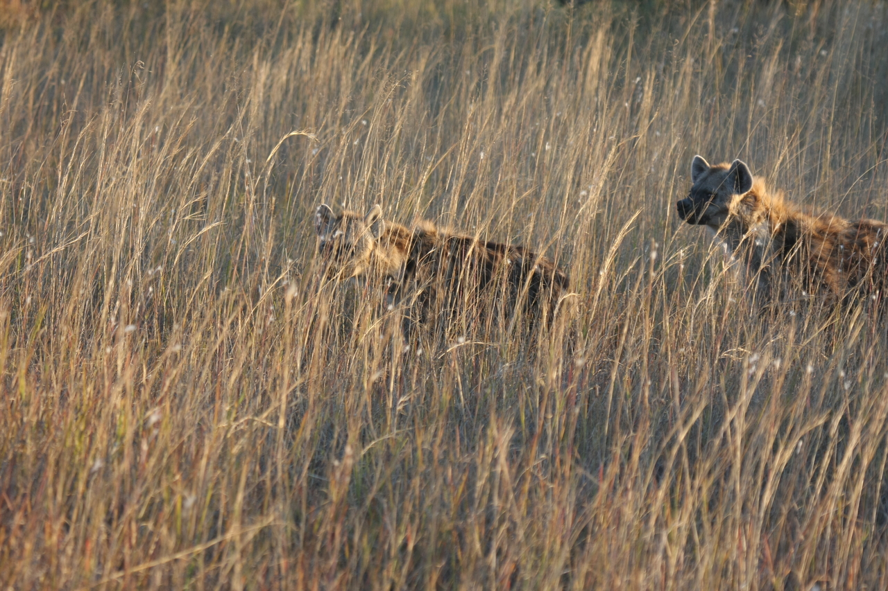 [21590] 2016_06_29_11_34_38_Africa_Canon_EOS_40D_IMG__10910.jpg