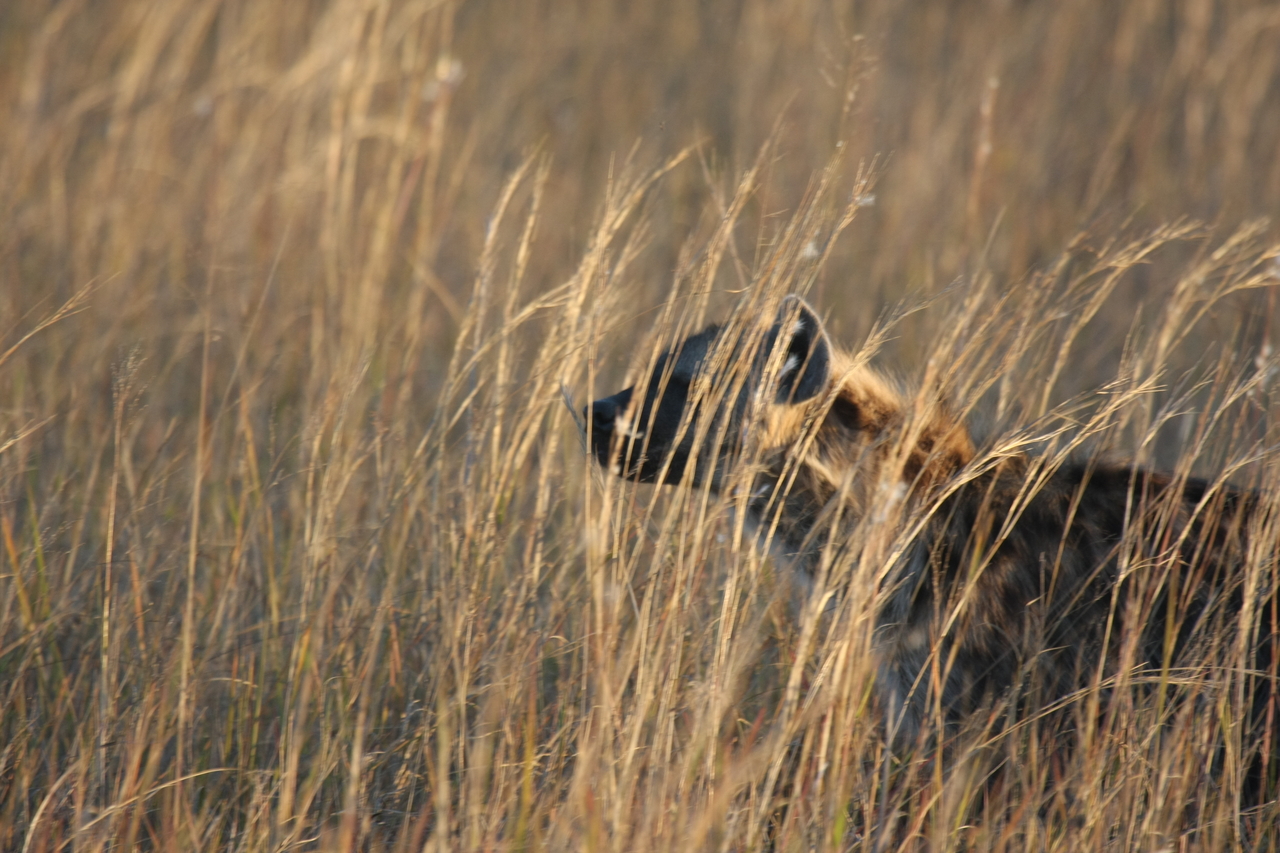 [21591] 2016_06_29_11_34_42_Africa_Canon_EOS_40D_IMG__00222.jpg