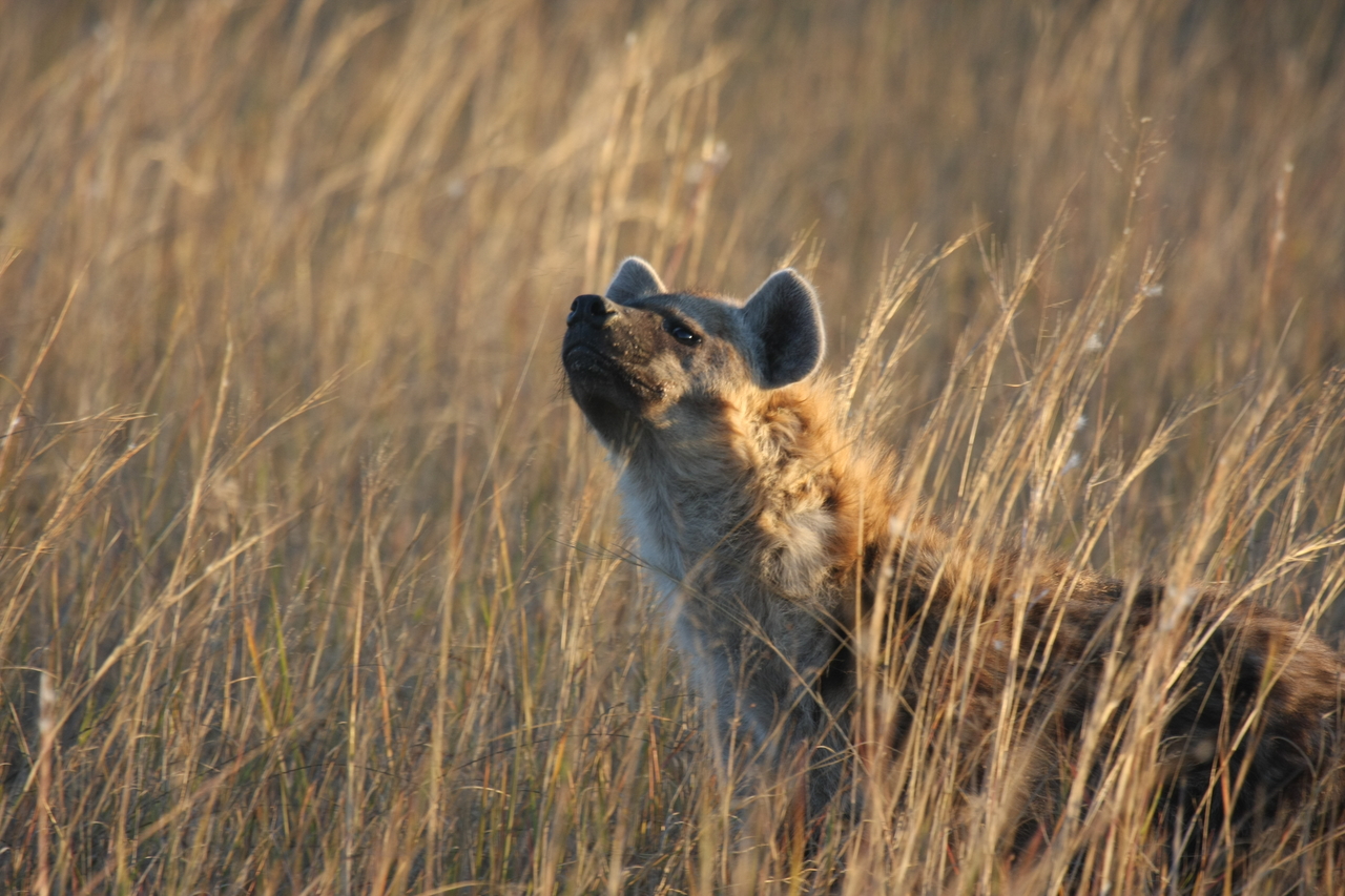 [21604] 2016_06_29_11_34_44_Africa_Canon_EOS_40D_IMG__10916.jpg